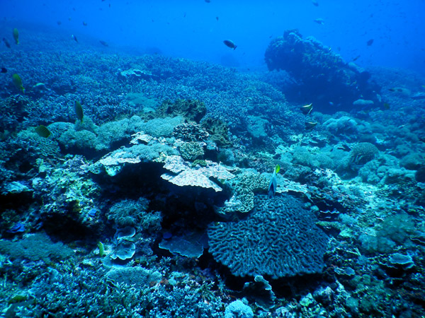 PenidaDive Sep18 275.jpg