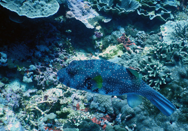 PenidaDive Sep18 290.jpg