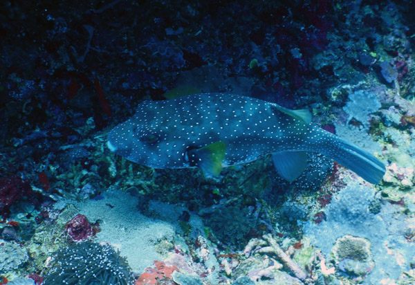 PenidaDive Sep18 291.jpg