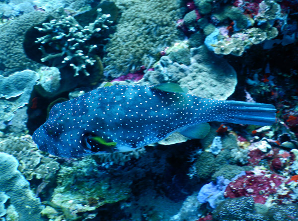 PenidaDive Sep18 292.jpg