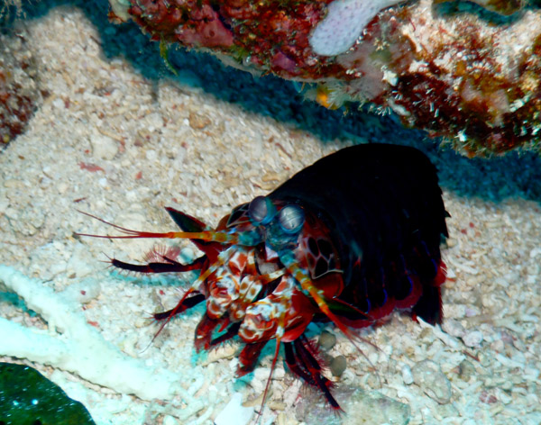 PenidaDive Sep18 295.jpg