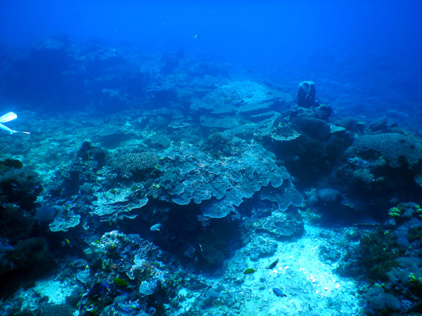 PenidaDive Sep18 300.jpg