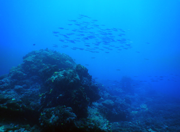 PenidaDive Sep18 306.jpg