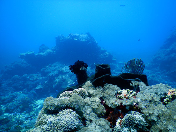 PenidaDive Sep18 310.jpg