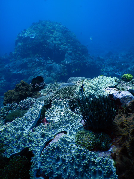 PenidaDive Sep18 314.jpg