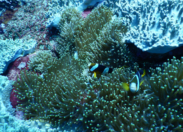 PenidaDive Sep18 315.jpg