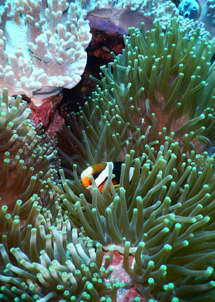 PenidaDive Sep18 318.jpg
