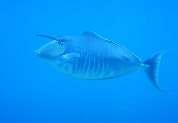 PenidaDive Sep18 329.jpg