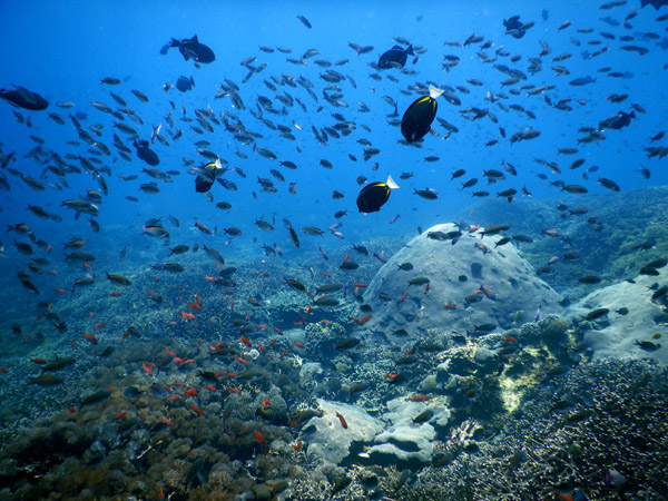 PenidaDive Sep18 331.jpg