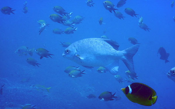 PenidaDive Sep18 333.jpg