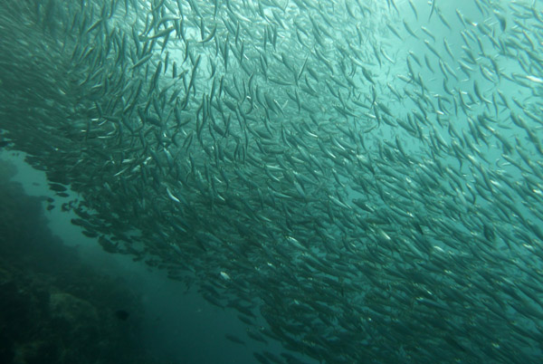 Dive 2 - Sardines