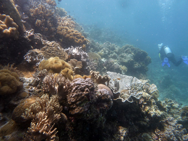 Dive 4 - Green Coral Sands