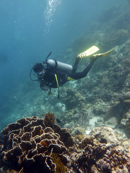 Dive 4 - Green Coral Sands