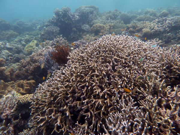 Dive 4 - Green Coral Sands