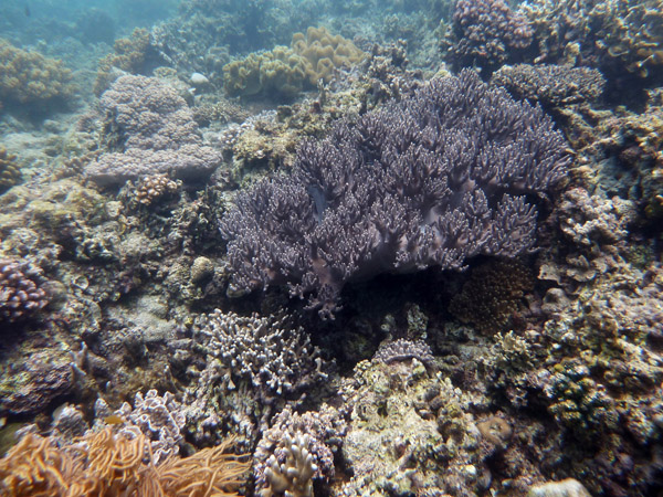 Dive 4 - Green Coral Sands