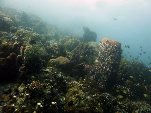 Dive 5 - Pescador Island