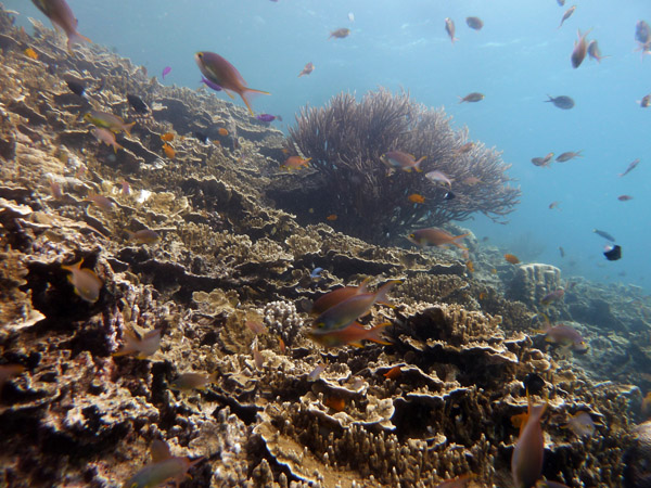 Dive 5 - Pescador Island