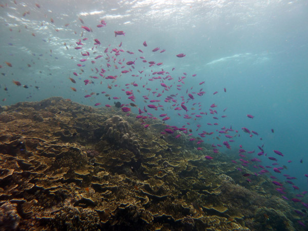 Dive 5 - Pescador Island