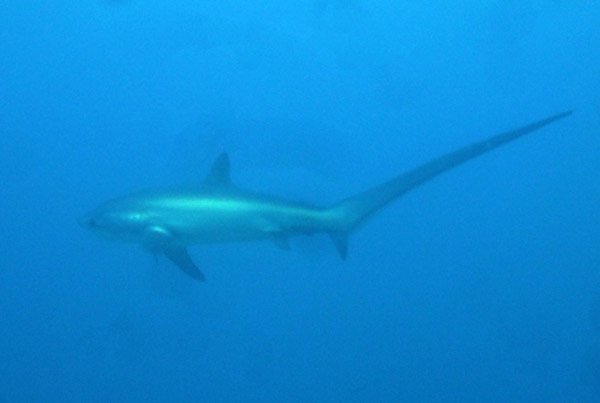 Dive 1 - Monad Shoal - Pelagic Thresher Shark