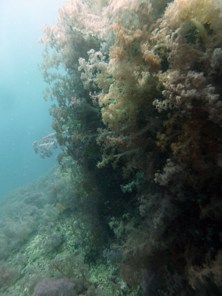 Dive 2 - Bogtong Bato