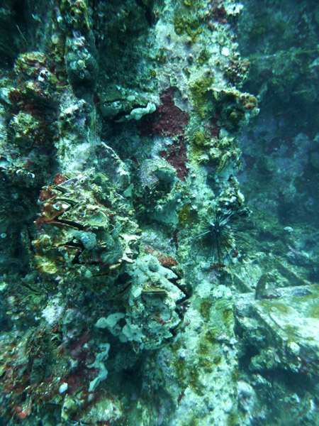 Dive 4 - Wreck of the Doa Ana