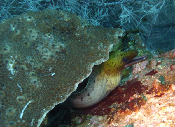 Dive 4 - Wreck of the Doa Ana