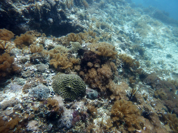 Dive 5 - Gato Island