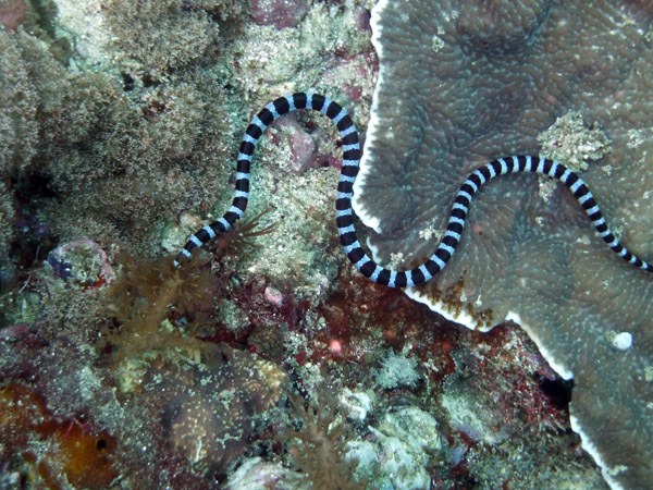 Dive 5 - Gato Island - Banded Sea Krait