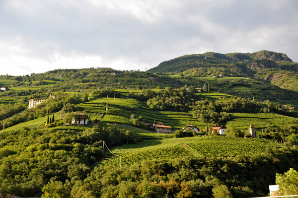 Vineyards on the hills around Bozen, late afternoon