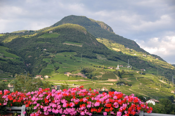 Flowers with the wine mountains of Bozen, Bolzano in Italian
