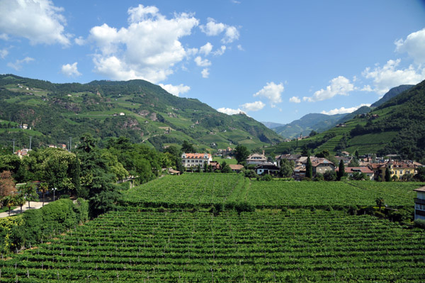 Vinyards of Schloss Maretsch, Bozen/Bolzano