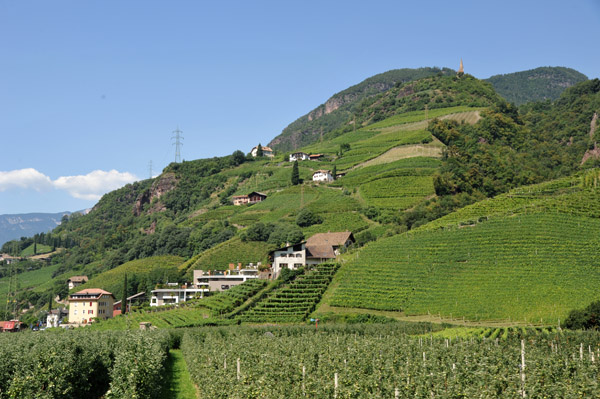 Hills outside Bolzano covered with vineyards