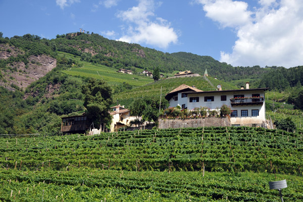 Hills outside Bolzano covered with vineyards