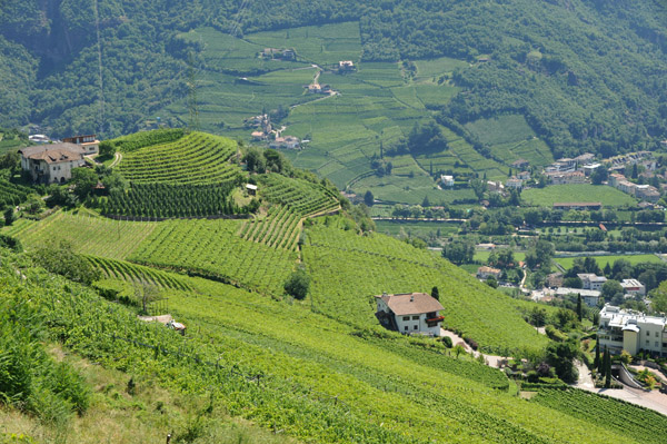 Vineyards on the hills around Bolzano
