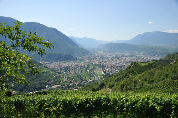 Vineyards around Schloss Rafenstein, Bolzano/Bozen