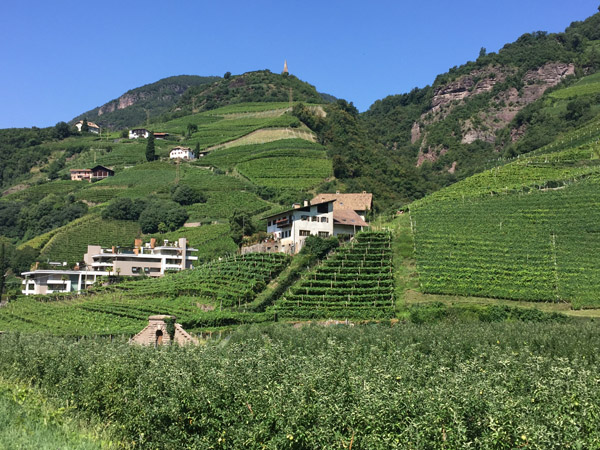 Hills outside Bolzano covered with vineyards