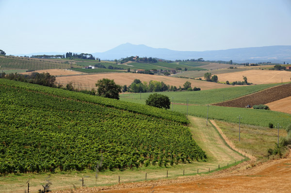 Tuscan countryside near the Avignonesi winery