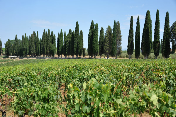 Avignonesi vneyards and Italian cypress trees