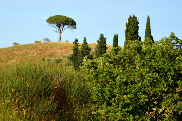 Lone tree atop of hill, Tuscany