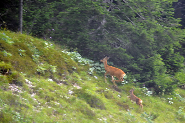 Wildlife running away - a deer with faun, Misurina