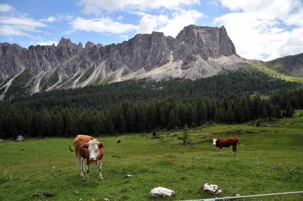Cows grazing in a meadow in front of Lastoni di Formin