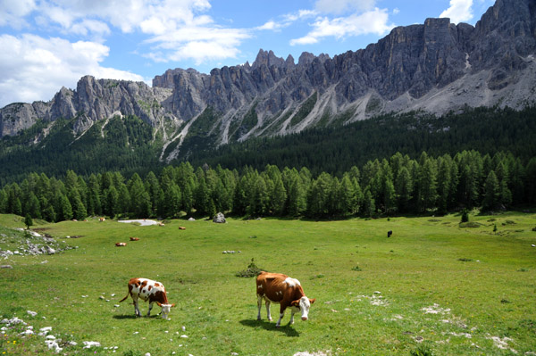 Cows grazing in a meadow in front of Lastoni di Formin