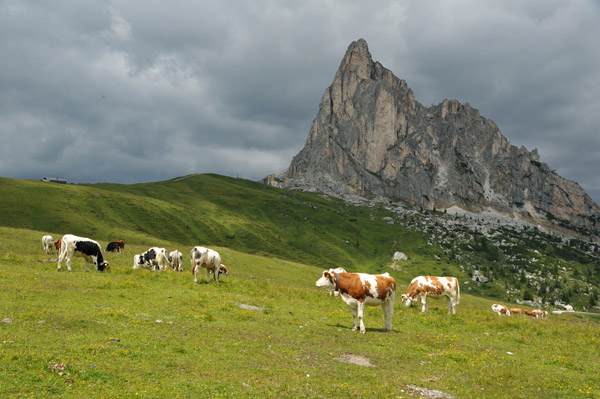 Cows in a meadow near the summit of Giau Pass with Nuvolau (2574m)