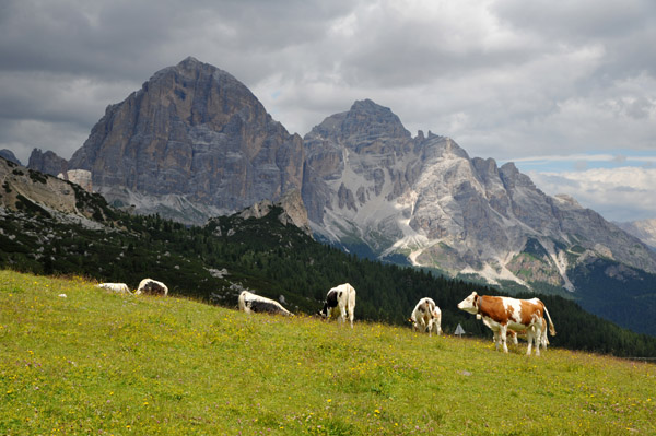 Cows grazing on a meadow with the Tofane Range