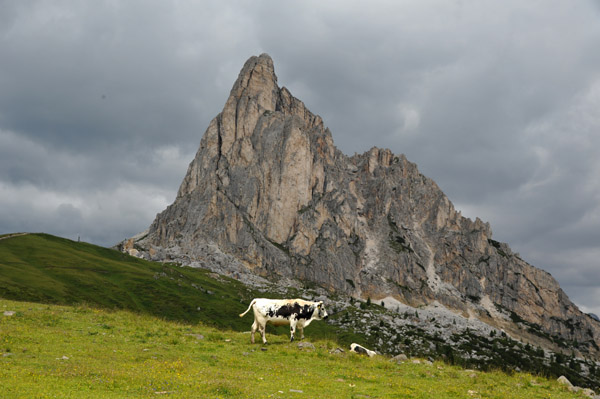 A bull with Nuvolau near the summit of Giau Pass