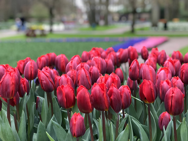 Keukenhof's gardens bloom from 7 million bulbs