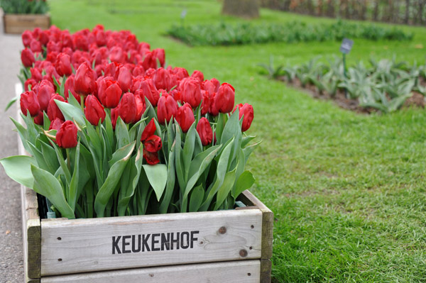 Wooden box of red tulips, Keukenhof