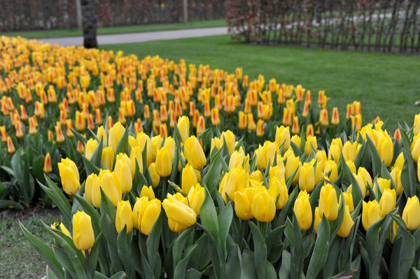 Yellow tulips, Keukenhof