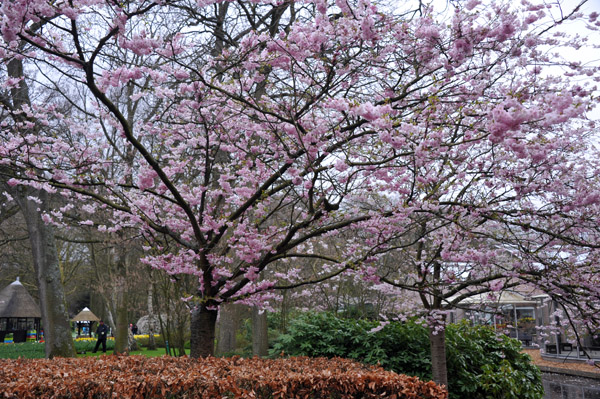 Cherry trees in bloom, March 2019, Keukenhof