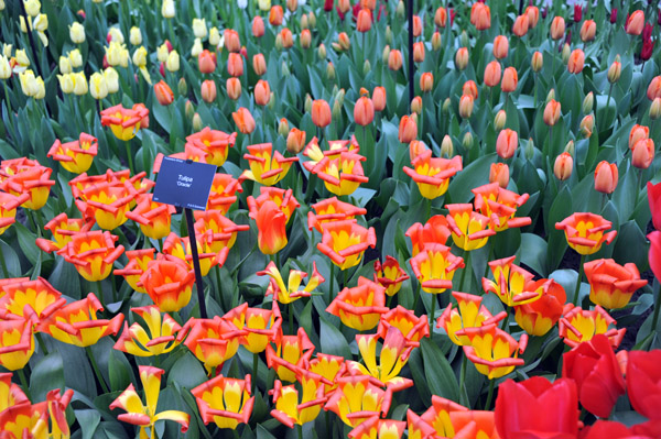 Tulipa 'Oracle', Willem-Alexander Pavilion, Keukenhof